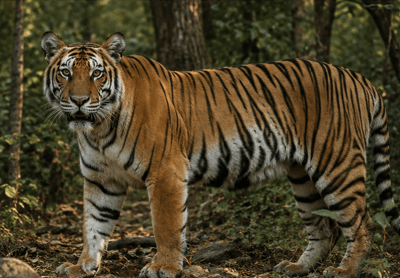 उदंती-सीतानदी टाइगर रिजर्व में रहस्यमयी बाघिन की दस्तक, वन विभाग भी हैरान